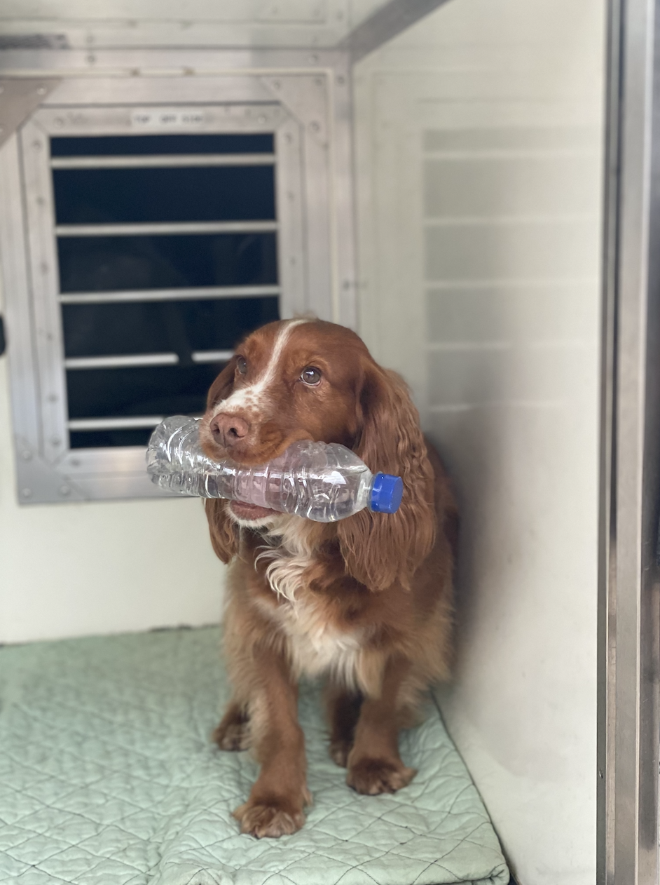 Fire Investigation Dog Fizz holding a bottle of water in her mouth
