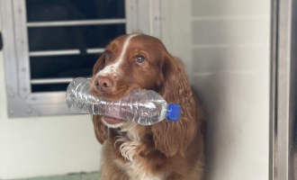 Fire Investigation Dog Fizz holding a bottle of water in her mouth