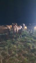 horse reunited with their horse friends back in the field