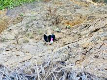 small dog down a cliff