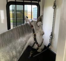 White and grey horse