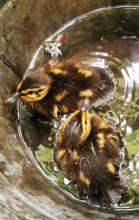 Two ducklings in a bucket of water