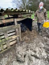 pig rescue jan 20 2 felsted